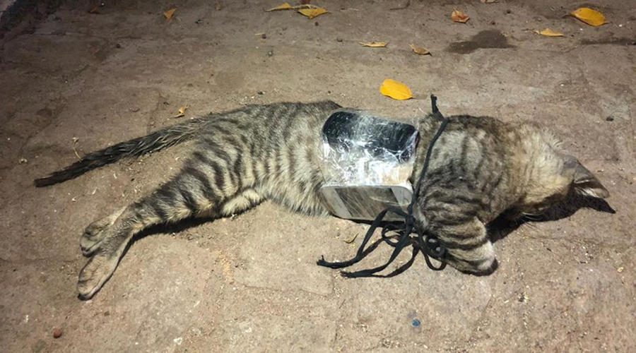 Gato morre eletrocutado quando levava celulares para dentro de presídio em Sousa