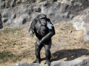 Chimpanzé é uma das atrações do zoológico de Pyongyang (Foto: Wong Maye-E/AP)