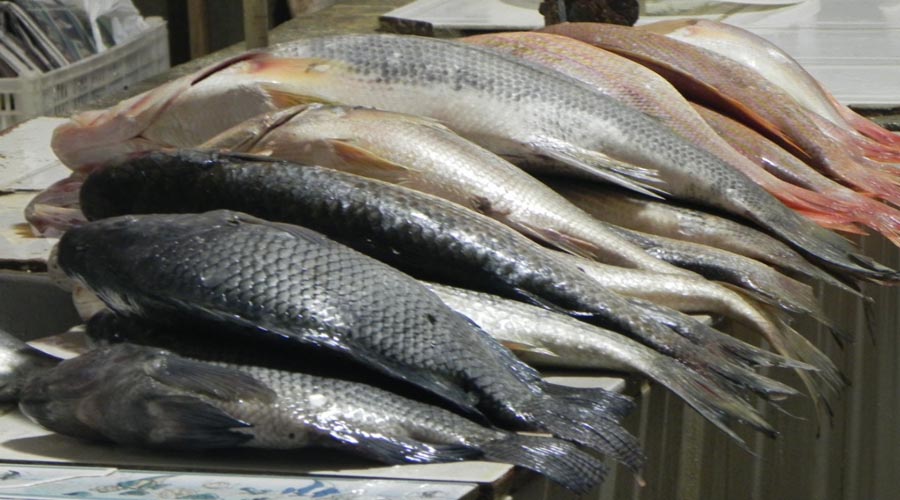 peixes