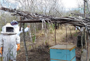 apiario alagamar ecoprodutivo fortalece a agricultura familiar na paraíba 1