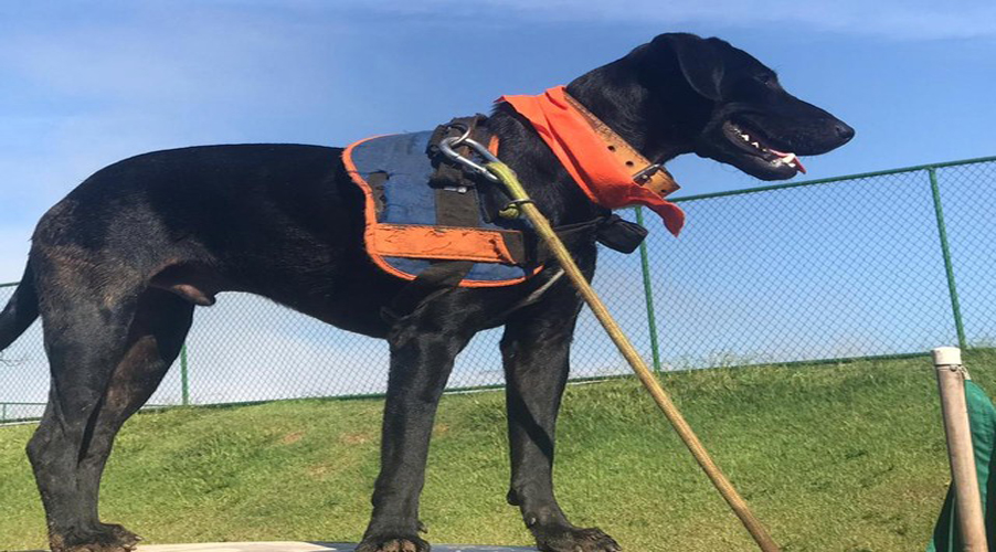 whatsapp-image-2019-01-31-at-10.36.50-1-