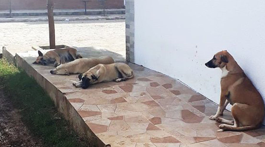 cães de rua