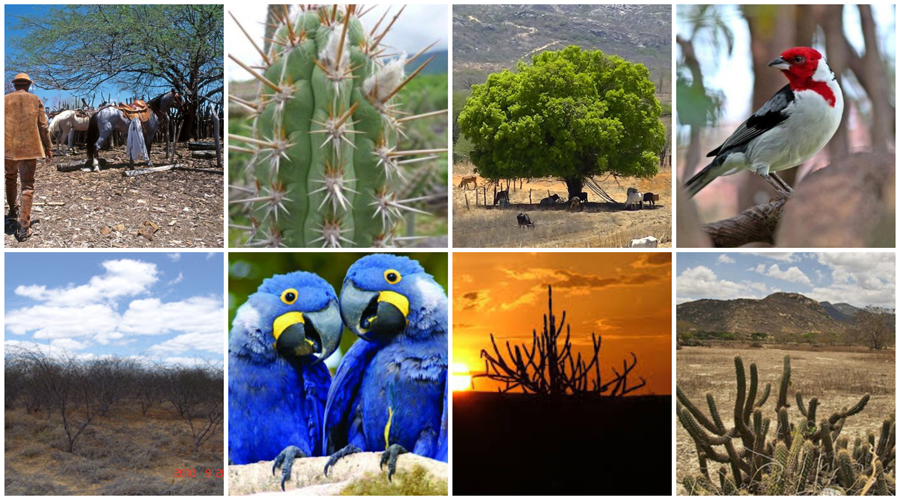 caatinga
