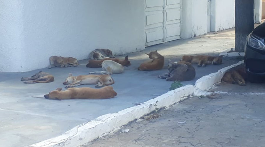 animais de rua