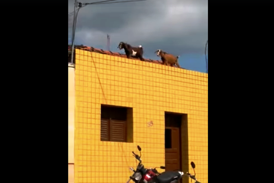 Moradores tomam susto com cabras andando em telhado de casas em Sertãozinho-PB
