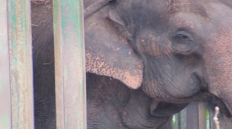 bica_aline_lins_clickpb_elefanta_lady2