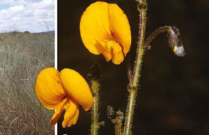FLOR ‘CHICOCESARIANA’: músico paraibano inspira nome de espécie recém descoberta na Bahia