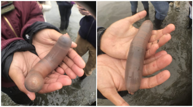peixe-penis