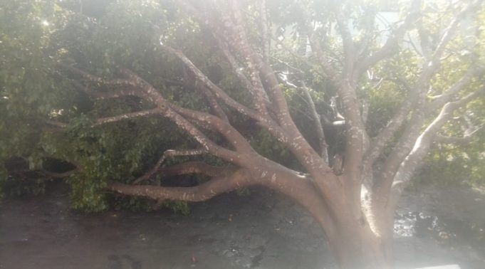 arvore-caida-em-patos