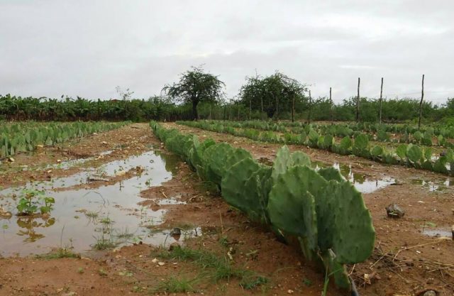 chuva em cajazeirinhas