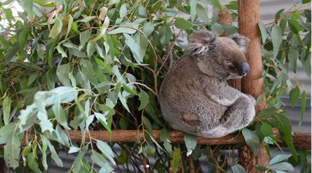 koala-002