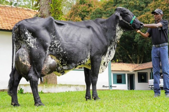 vaca