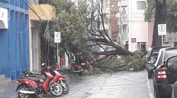 arvore-caida-em-patos