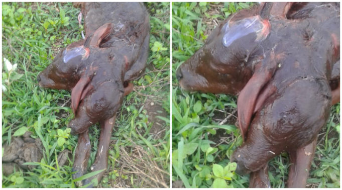 bezerro-de-duas-cabecas