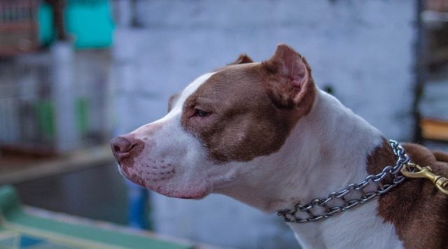 pitbull