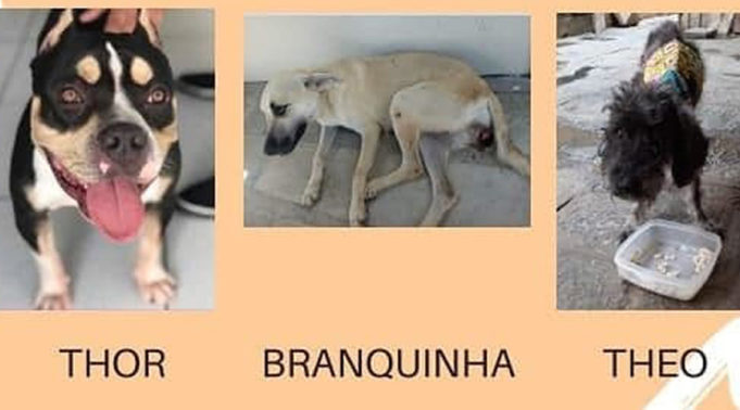 Thor-Branquinha-Theo