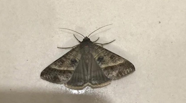 borboleta