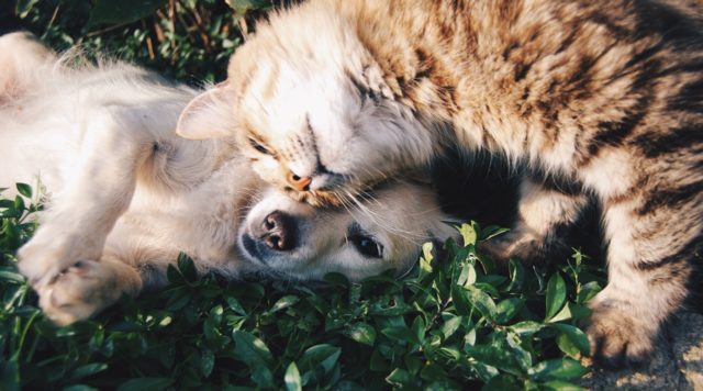 cachorro-e-gato