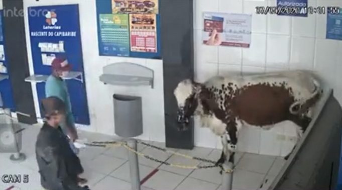 3291e55e38_boi-loterica-pocao-pe