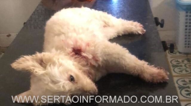 cachorro_morto_a_facada_em_sousa