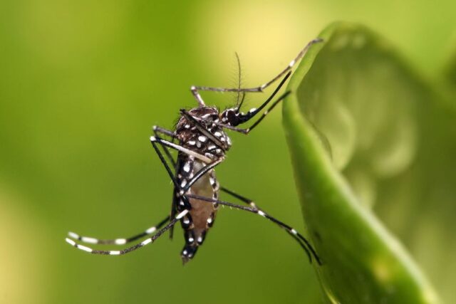 dengue4_foto-divulgacao