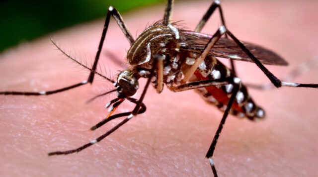 zika_virus