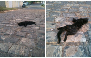 Imagens fortes: segue a matança de gatos na Rua Antônio Palmeira, em Patos. Moradores estão revoltados
