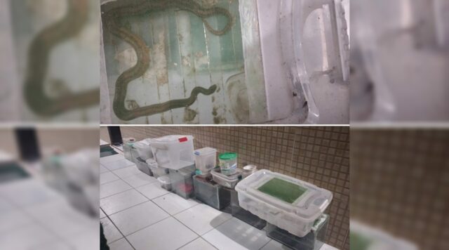 apreensao_de_cobras_exoticas