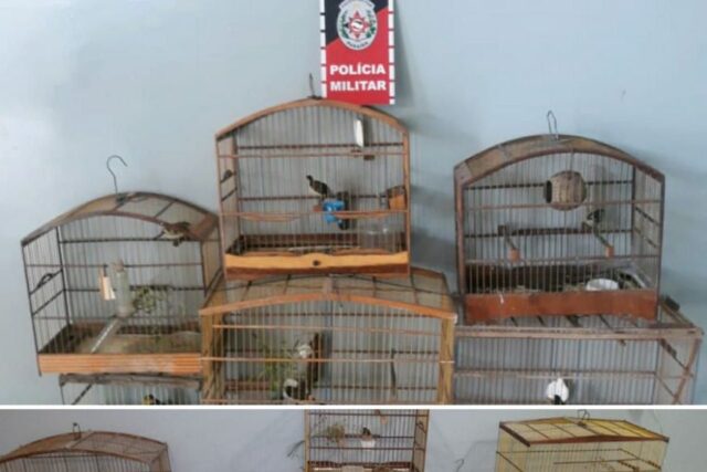 aves