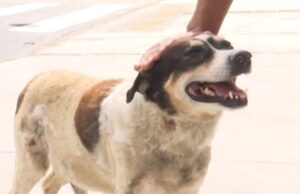 Na Bahia, cachorro que espera dono sair de hospital há três anos vira atração do local