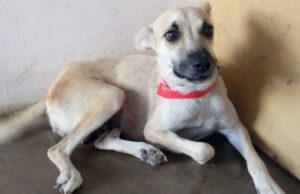 Cadela para adoção em Patos. Telefone: (83) 99628-3519