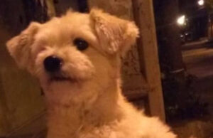 Mulher procura seu cão que está desaparecido em Patos. Telefone: (83) 99181-6094