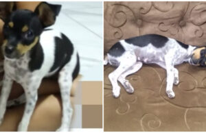 Criança de 7 anos procura sua cadela que está desaparecida em Patos. Telefone: (83) 98828-4595