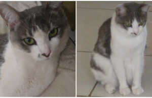 Idosa procura seu gatinho que está desaparecido em Patos. Telefone: (83) 99632-8583