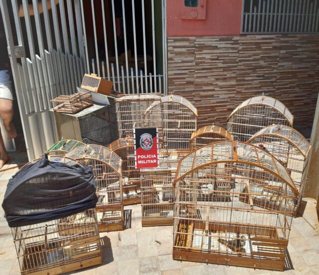 apreensao_de_aves