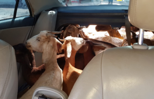 Foragido por estupro é recapturado ao ser flagrado com 11 cabras em um automóvel, na PB