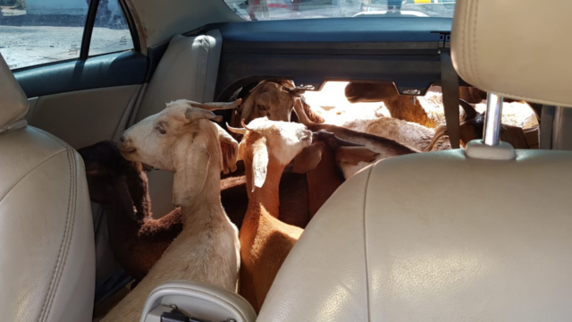 cabras-encontradas-em-carro-na-paraiba-01