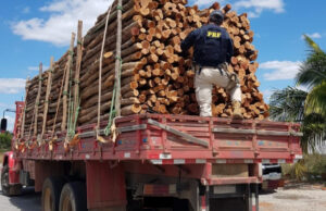 Caminhão que transportava madeira ilegal é apreendido pela PRF na Paraíba