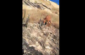 Cavalo é resgatado do Serrote Espinho Branco, em Patos