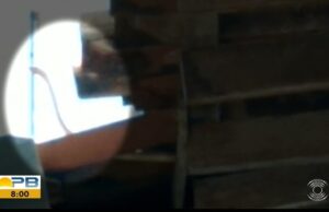 Cobra é retirada do telhado de casa de mulher que dormiu na calçada por medo, na Paraíba