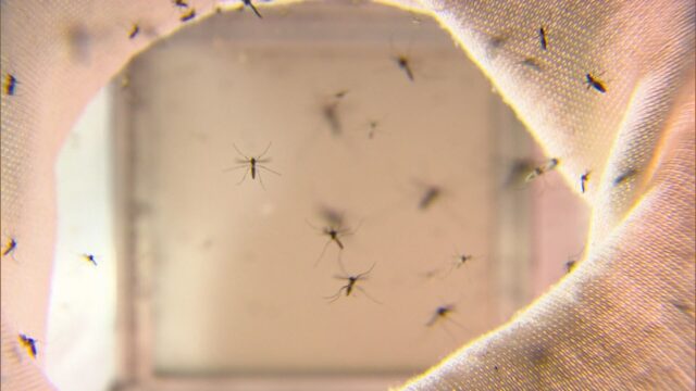 mosquito-da-dengue