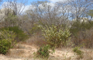 Moradores relatam aparição de onça na zona rural de Itapetim-PE
