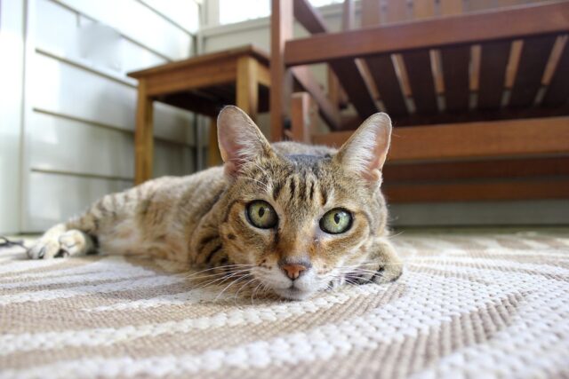 cat-2335665-1920