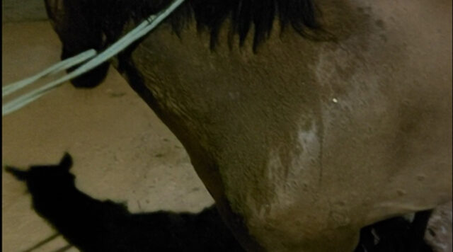 cavalo