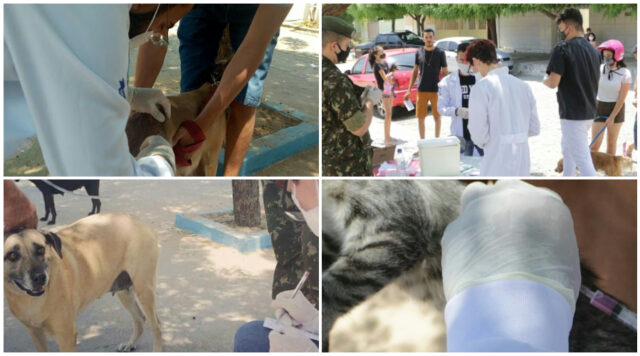vacinacao_de_caes_e_gatos