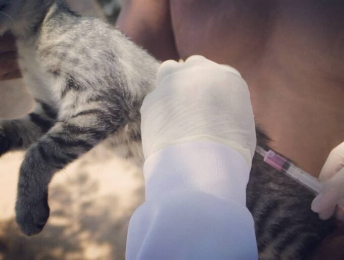 5fa1be0eb6e2d_AntirrAbica