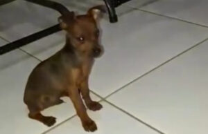 Mulher procura seu cachorro que está desaparecido em Patos. Telefone: (83) 99673-6361