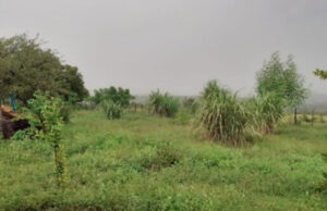 Muita chuva de ontem para hoje: chove em mais de 50 municípios da Paraíba; veja os índices oficiais