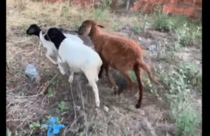 Bodes ‘farejam’ maconha encontrada em sítio na zona rural de município da Paraíba. Vídeo