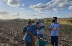 Técnicos do RN conhecem sistema de produção de algodão orgânico da Paraíba